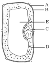 NCERT Exemplar Solutions Class 8 Science Cell Structure and Functions