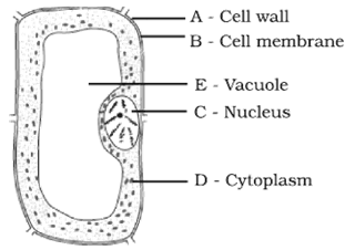 NCERT Exemplar Solutions Class 8 Science Cell Structure and Functions