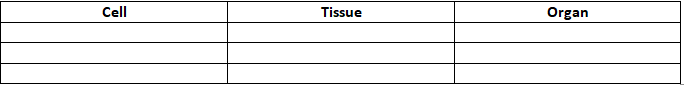 NCERT Exemplar Solutions Class 8 Science Cell Structure and Functions