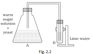 NCERT Exemplar Solutions Class 8 Science Micro organisms Friend and Foe