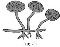 NCERT Exemplar Solutions Class 8 Science Micro organisms Friend and Foe