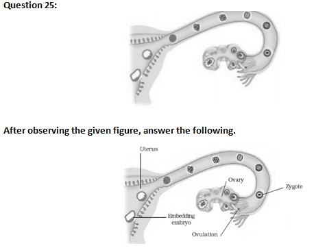 NCERT Exemplar Solutions Class 8 Science Reproduction in Animals