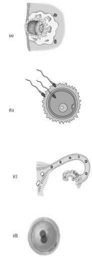 NCERT Exemplar Solutions Class 8 Science Reproduction in Animals