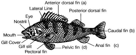 NCERT Exemplar Solutions Class 9 Science Diversity in Living Organisms