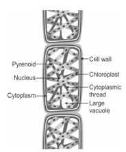 NCERT Exemplar Solutions Class 9 Science Diversity in Living Organisms