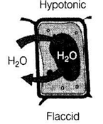 NCERT Exemplar Solutions Class 9 Science The Fundamental Unit of Life