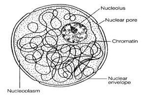 NCERT Exemplar Solutions Class 9 Science The Fundamental Unit of Life