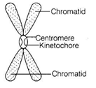 NCERT Exemplar Solutions Class 9 Science The Fundamental Unit of Life