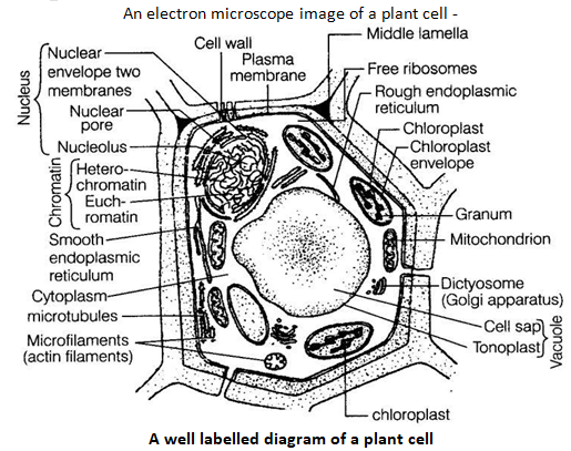 NCERT Exemplar Solutions Class 9 Science The Fundamental Unit of Life