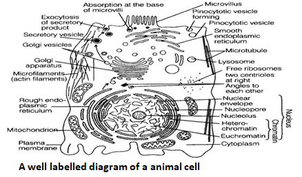 NCERT Exemplar Solutions Class 9 Science The Fundamental Unit of Life