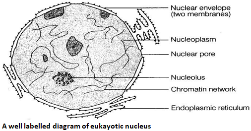 NCERT Exemplar Solutions Class 9 Science The Fundamental Unit of Life