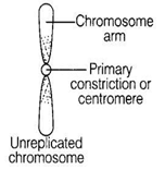 NCERT Exemplar Solutions Class 9 Science The Fundamental Unit of Life