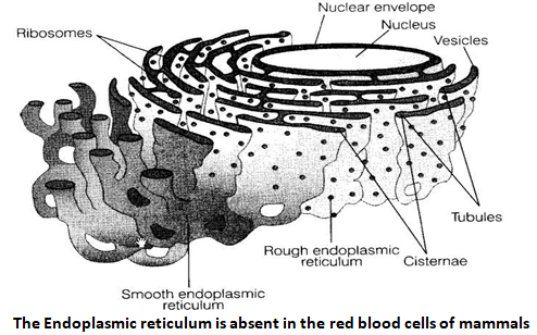 NCERT Exemplar Solutions Class 9 Science The Fundamental Unit of Life