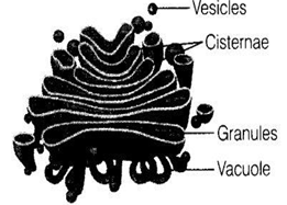 NCERT Exemplar Solutions Class 9 Science The Fundamental Unit of Life