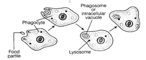 NCERT Exemplar Solutions Class 9 Science The Fundamental Unit of Life