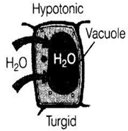 NCERT Exemplar Solutions Class 9 Science The Fundamental Unit of Life