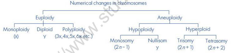 NEET-Biology-Genetics-and-Evolution-Revision-Notes 1