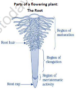 NEET-Biology-Morphology-and-Anatomy-of-Flowering-Plant-Revision-Notes 1