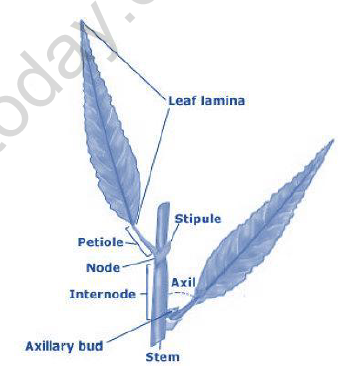 NEET-Biology-Morphology-and-Anatomy-of-Flowering-Plant-Revision-Notes 2