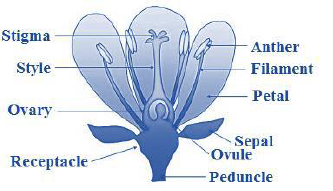 NEET-Biology-Morphology-and-Anatomy-of-Flowering-Plant-Revision-Notes 3