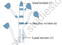 NEET-Biology-Morphology-and-Anatomy-of-Flowering-Plant-Revision-Notes 4