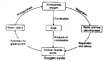 NEET-Biology-Natural-Resources-Revision-Notes_0 4