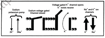 NEET-Biology-Nervous-System-Chapter-Notes_0 1