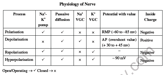 NEET-Biology-Nervous-System-Chapter-Notes_0 2