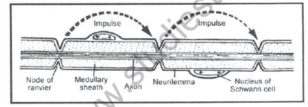 NEET-Biology-Nervous-System-Chapter-Notes_0 3