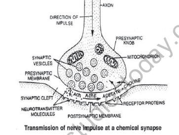 NEET-Biology-Nervous-System-Chapter-Notes_0 4