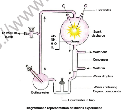 NEET-Biology-Origin-and-Evolution-of-Life-Chapter-Notes_0 1