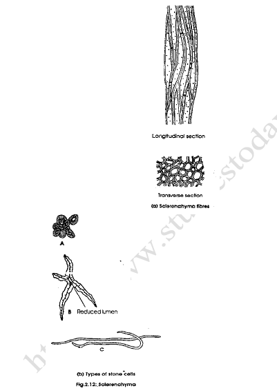 NEET-Biology-Plant-Tissues-Revision-Notes_0 1