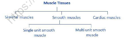 NEET-Biology-Structural-Organization-in-Animals-Revision-Notes 1