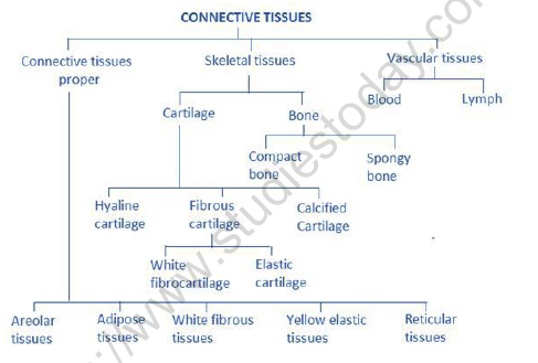NEET Biology Structural Organization In Animals Revision Notes