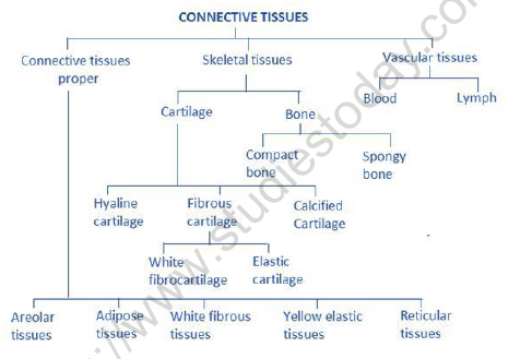 NEET-Biology-Structural-Organization-in-Animals-Revision-Notes 3