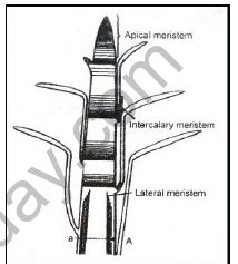 NEET-Botany-Anatomy-of-Flowering-Plants-Chapter-Notes 1