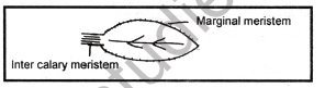 NEET-Botany-Anatomy-of-Flowering-Plants-Chapter-Notes 2