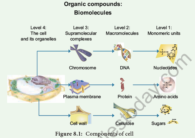 NEET-Botany-Biomolecules-Chapter-Notes 1