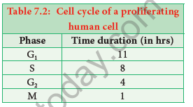 NEET-Botany-Cell-Cycle-Chapter-Notes 2