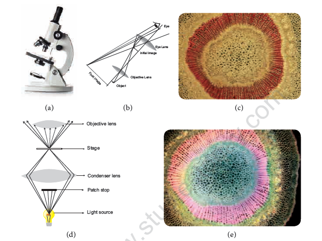 NEET-Botany-Cell-The-Unit-of-Life-Chapter-Notes 3