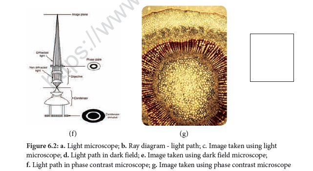 NEET-Botany-Cell-The-Unit-of-Life-Chapter-Notes 4