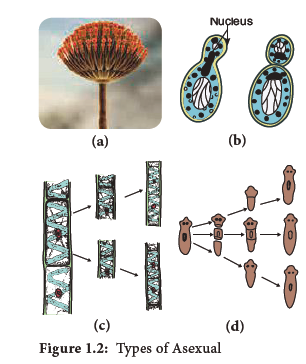 NEET-Botany-Diversity-of-Living-World-Chapter-Notes 2