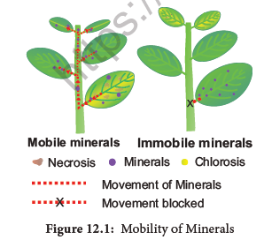 NEET-Botany-Mineral-Nutrition-Chapter-Notes 2