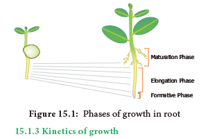 NEET-Botany-Plant-Growth-and-Development-Chapter-Notes 4