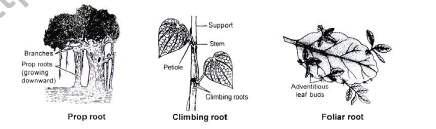 NEET-Botany-Plant-Morphology-Chapter-Notes 2