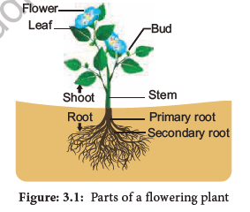 NEET-Botany-Plant-Morphology-and-Taxonomy-of-Angiosperm-Chapter-Notes 3