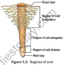 NEET-Botany-Plant-Morphology-and-Taxonomy-of-Angiosperm-Chapter-Notes 4