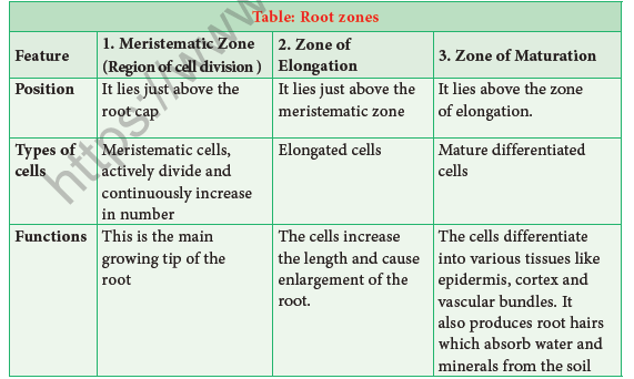 NEET-Botany-Plant-Morphology-and-Taxonomy-of-Angiosperm-Chapter-Notes 5