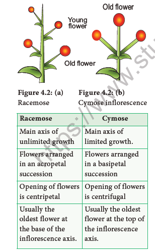 NEET-Botany-Reproductive-Morphology-Chapter-Notes 3