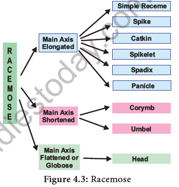 NEET-Botany-Reproductive-Morphology-Chapter-Notes 4